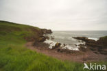 St Abbs Head