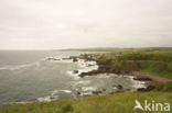 St Abbs Head