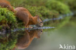 Eekhoorn (Sciurus vulgaris)