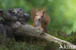 Eekhoorn (Sciurus vulgaris)