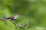 Blackcap (Sylvia atricapilla)