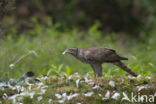 Havik (Accipiter gentilis)