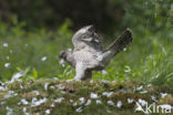 Havik (Accipiter gentilis)