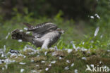 Havik (Accipiter gentilis)