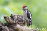 Grote Bonte Specht (Dendrocopos major)