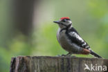 Grote Bonte Specht (Dendrocopos major)