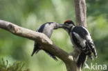 Great Spotted Woodpecker (Dendrocopos major)