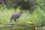 Havik (Accipiter gentilis)