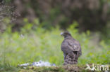 Havik (Accipiter gentilis)