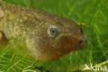 Common Spadefoot Toad (Pelobates fuscus)