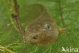 Common Spadefoot Toad (Pelobates fuscus)