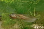 Common Spadefoot Toad (Pelobates fuscus)