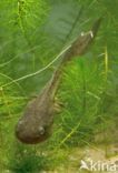 Common Spadefoot Toad (Pelobates fuscus)