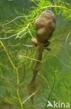 Common Spadefoot Toad (Pelobates fuscus)