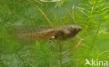 Common Spadefoot Toad (Pelobates fuscus)