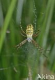 wasp spider (Argiope bruennichi)