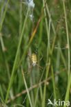 wasp spider (Argiope bruennichi)