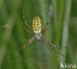 wasp spider (Argiope bruennichi)