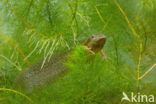 Common Spadefoot Toad (Pelobates fuscus)