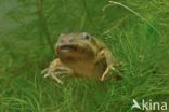 Common Spadefoot Toad (Pelobates fuscus)