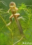 Common Spadefoot Toad (Pelobates fuscus)