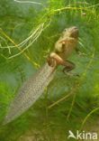 Common Spadefoot Toad (Pelobates fuscus)