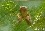 Common Spadefoot Toad (Pelobates fuscus)