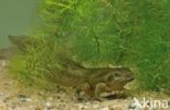 Common Spadefoot Toad (Pelobates fuscus)