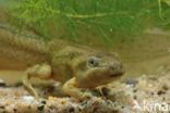 Knoflookpad (Pelobates fuscus)