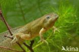 Common Spadefoot Toad (Pelobates fuscus)