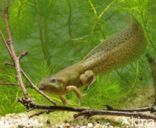 Common Spadefoot Toad (Pelobates fuscus)