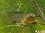 Common Spadefoot Toad (Pelobates fuscus)