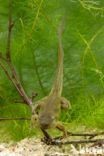 Common Spadefoot Toad (Pelobates fuscus)