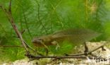 Common Spadefoot Toad (Pelobates fuscus)