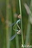 Damselfly (Coenagrion sp.)