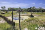 White Stork (Ciconia ciconia)