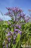 Common Sea Lavender (Limonium vulgare)