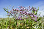 Common Sea Lavender (Limonium vulgare)