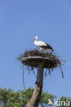 White Stork (Ciconia ciconia)