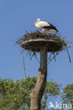 White Stork (Ciconia ciconia)