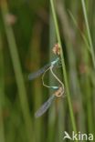 Damselfly (Coenagrion sp.)