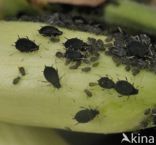 Black Bean Aphid (Aphis fabae)