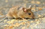 long-tailed field mouse (Apodemus sylvaticus)