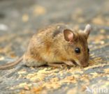 long-tailed field mouse (Apodemus sylvaticus)