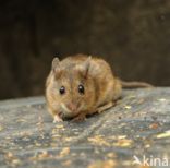 long-tailed field mouse (Apodemus sylvaticus)