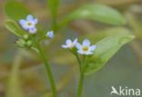 Waterforget-me-not (Myosotis palustris)