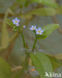 Waterforget-me-not (Myosotis palustris)