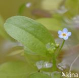 Waterforget-me-not (Myosotis palustris)