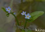 Moeras vergeet-mij-nietje (Myosotis palustris)