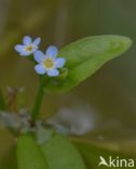 Waterforget-me-not (Myosotis palustris)